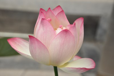 Obraz kwiat lotosu,fotografia artystyczna